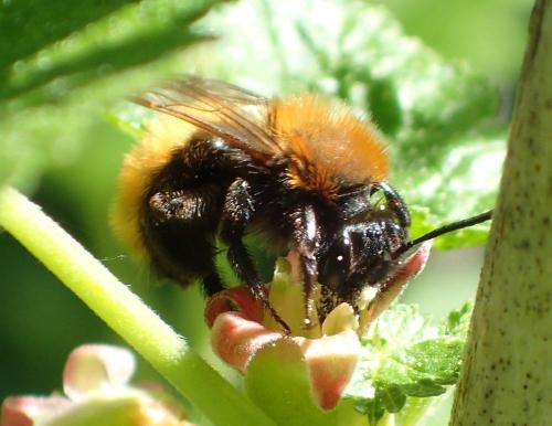 Andrena fulva